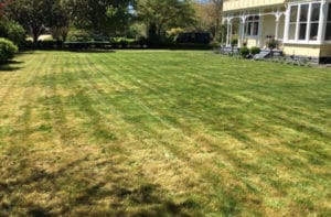 lawn-3-1