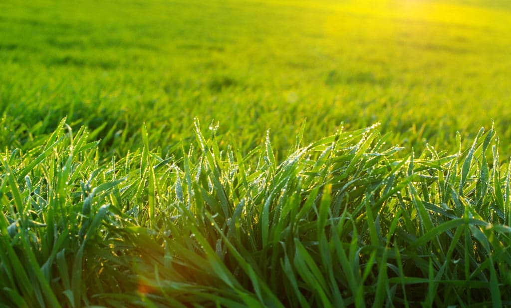 Lawn Mowing Auckland Central