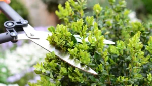 Garden shears on boxwood when to trim a hedge