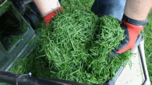 mulching-vs-catching-grass-lawnmower