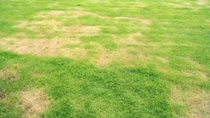 How to repair bare patches in lawn – lawn in bad shape